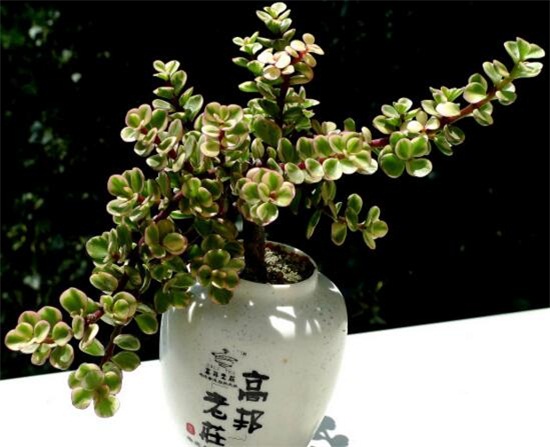 雅乐之舞如何爆盆，枝插叶插爆盆最快