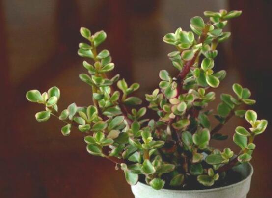 雅乐之舞如何修剪,4种修剪技巧让雅乐之舞爆盆不断