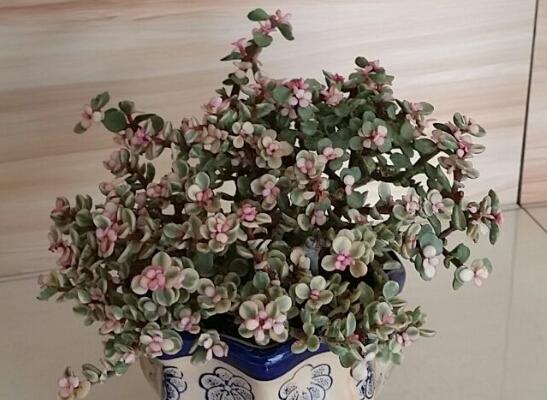 雅乐之舞如何修剪,4种修剪技巧让雅乐之舞爆盆不断