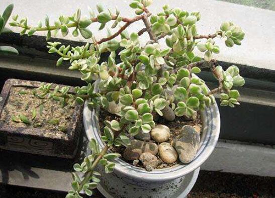 雅乐之舞如何修剪,4种修剪技巧让雅乐之舞爆盆不断