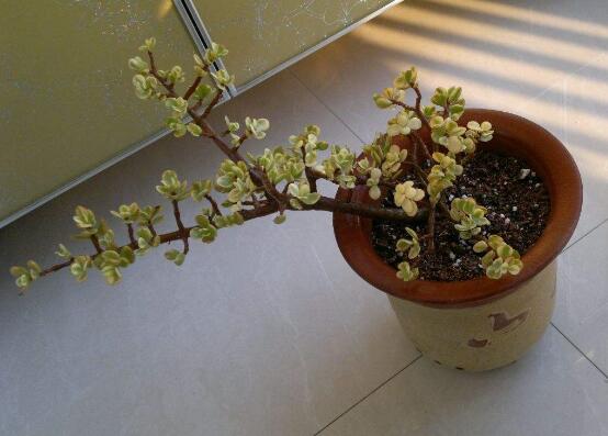 雅乐之舞如何修剪,4种修剪技巧让雅乐之舞爆盆不断