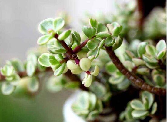 雅乐之舞如何修剪,4种修剪技巧让雅乐之舞爆盆不断