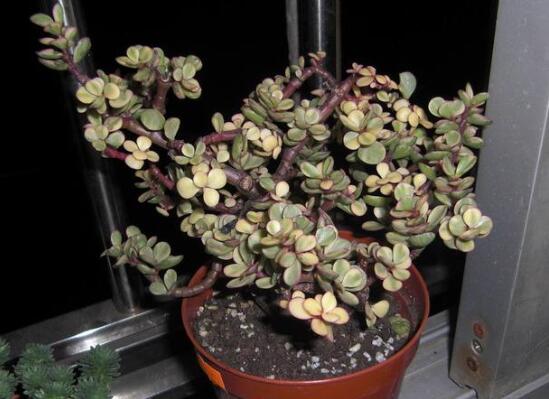 雅乐之舞如何修剪,4种修剪技巧让雅乐之舞爆盆不断