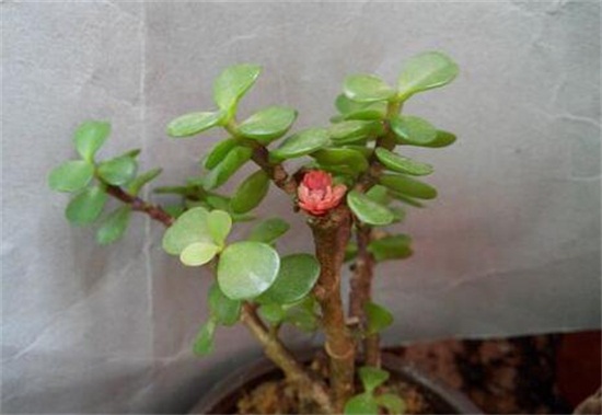 雅乐之舞的扦插技巧，处理插穗消毒基质完美结合