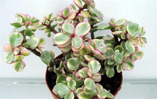 雅乐之舞夏季如何养，五大要点让它安然度夏