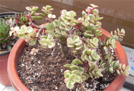 雅乐之舞夏季如何养，五大要点让它安然度夏