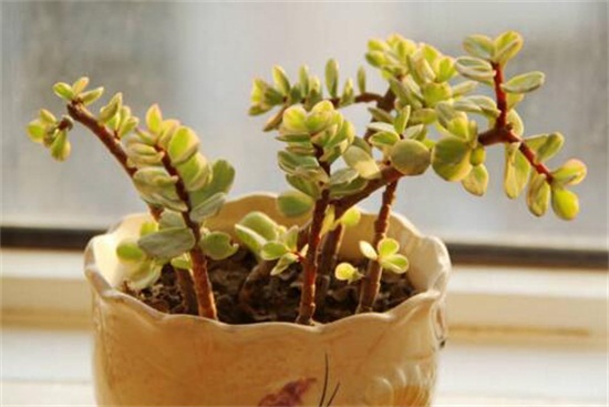 雅乐之舞夏季如何养，五大要点让它安然度夏