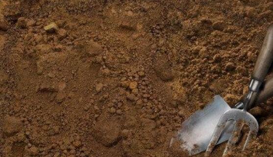 雅乐之舞的养殖办法和留意事项,掌握8个要点即可养殖