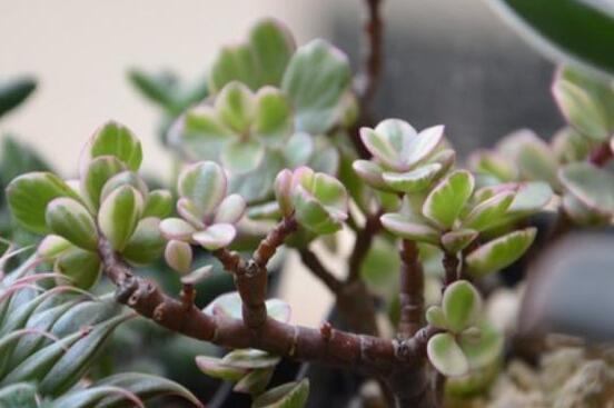 雅乐之舞的养殖办法和留意事项,掌握8个要点即可养殖