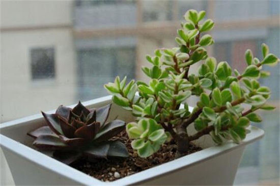 雅乐之舞的养殖办法和留意事项,掌握8个要点即可养殖