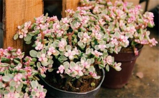 雅乐之舞的养殖办法和留意事项,掌握8个要点即可养殖