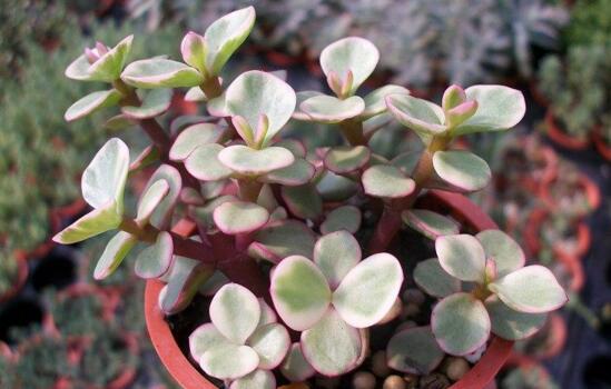 雅乐之舞的养殖办法和留意事项,掌握8个要点即可养殖