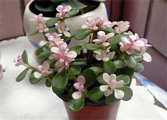 雅乐之舞的养殖办法和留意事项,掌握8个要点即可养殖