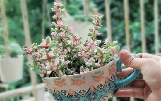 雅乐之舞的养殖办法和留意事项,掌握8个要点即可养殖