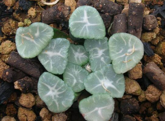 多肉万象如何养,多肉万象的养护技巧与繁殖办法