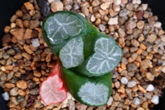 多肉万象如何养,多肉万象的养护技巧与繁殖办法