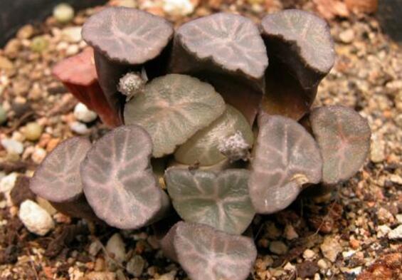 多肉万象如何养,多肉万象的养护技巧与繁殖办法