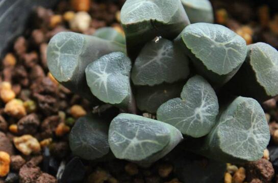 多肉万象如何养,多肉万象的养护技巧与繁殖办法