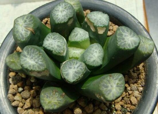 多肉万象如何养,多肉万象的养护技巧与繁殖办法