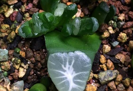 多肉万象如何养,多肉万象的养护技巧与繁殖办法