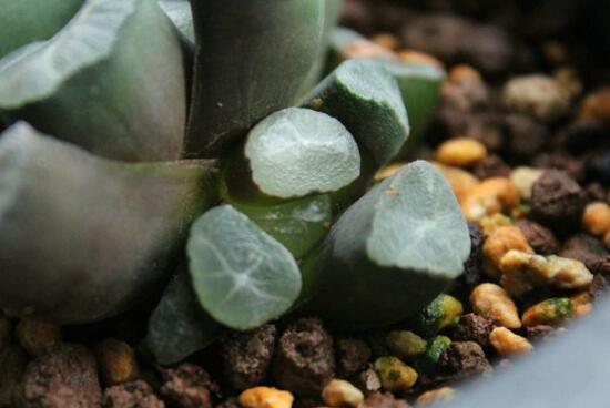 多肉万象如何养,多肉万象的养护技巧与繁殖办法