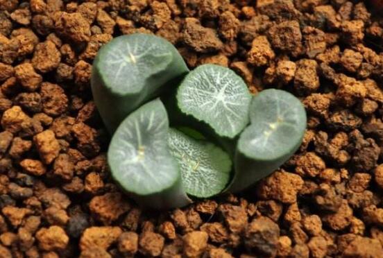 多肉万象如何养,多肉万象的养护技巧与繁殖办法