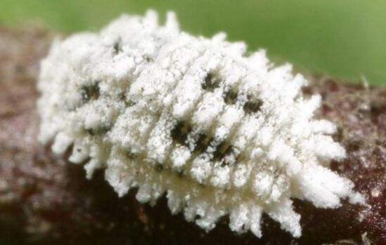 多肉万象如何养,多肉万象的养护技巧与繁殖办法