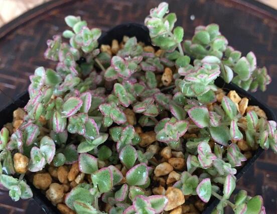 多肉锁边草锦如何养护,五个要点让锁边草锦盆盆长到爆