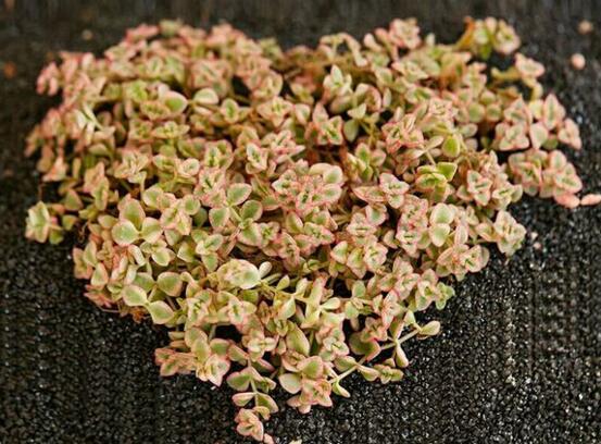 多肉锁边草锦如何养护,五个要点让锁边草锦盆盆长到爆