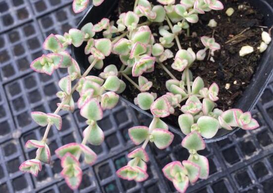 多肉锁边草锦如何养护,五个要点让锁边草锦盆盆长到爆