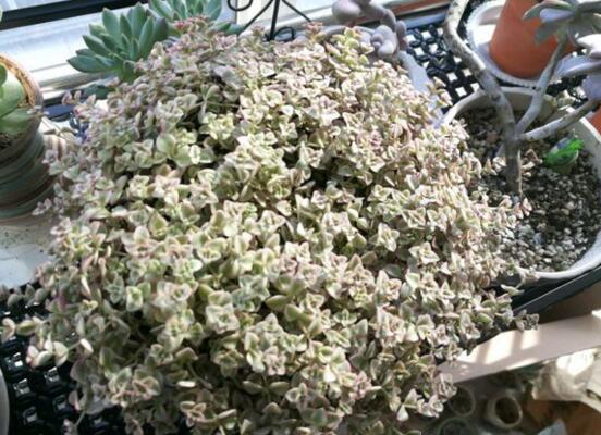 多肉锁边草锦如何养护,五个要点让锁边草锦盆盆长到爆