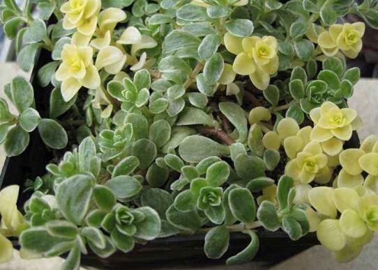 多肉锁边草锦如何养护,五个要点让锁边草锦盆盆长到爆