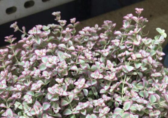 多肉锁边草锦如何养护,五个要点让锁边草锦盆盆长到爆