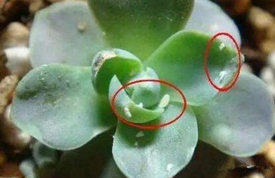 多肉锁边草锦如何养护,五个要点让锁边草锦盆盆长到爆