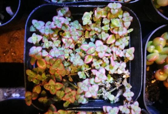 多肉锁边草锦如何养护,五个要点让锁边草锦盆盆长到爆