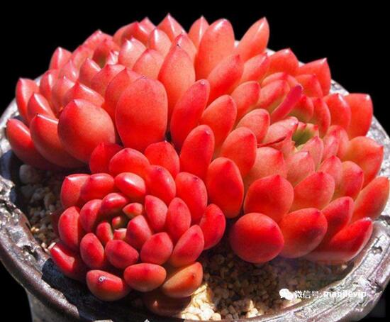 多肉红宝石如何养红，多肉红宝石养殖繁殖办法