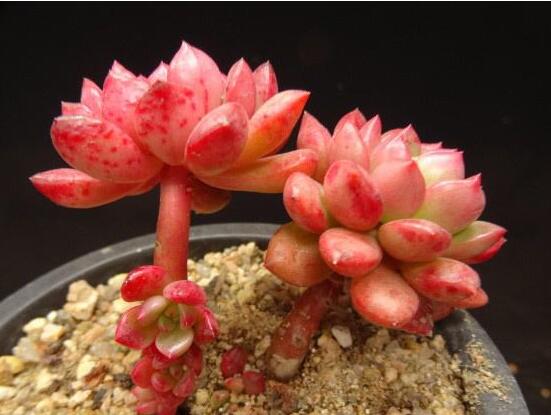 多肉红宝石如何养红，多肉红宝石养殖繁殖办法