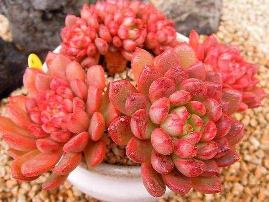 多肉红宝石如何养红，多肉红宝石养殖繁殖办法