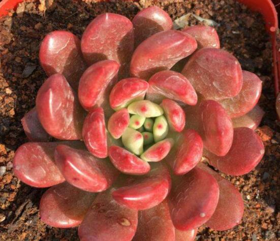多肉红宝石如何养红，多肉红宝石养殖繁殖办法