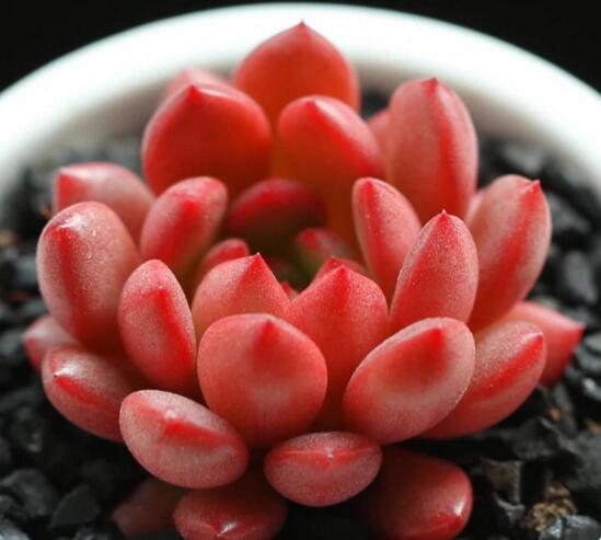多肉红宝石如何养红，多肉红宝石养殖繁殖办法