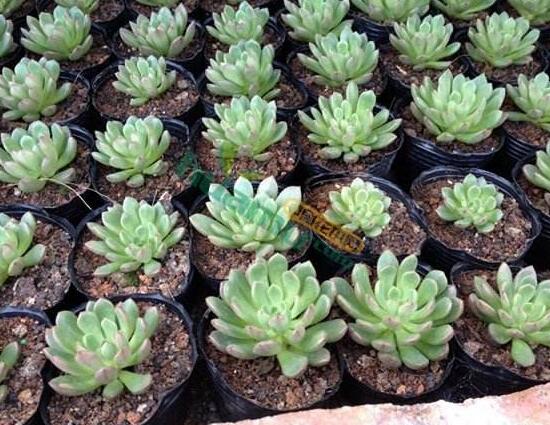 多肉红宝石如何养红，多肉红宝石养殖繁殖办法