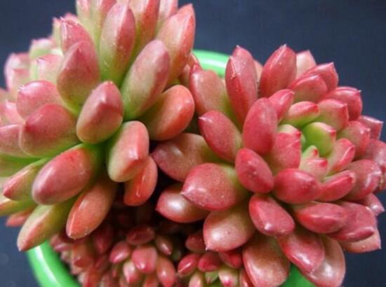 多肉红宝石如何养红，多肉红宝石养殖繁殖办法