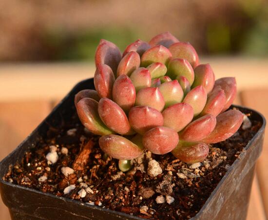 多肉红宝石如何养红，多肉红宝石养殖繁殖办法