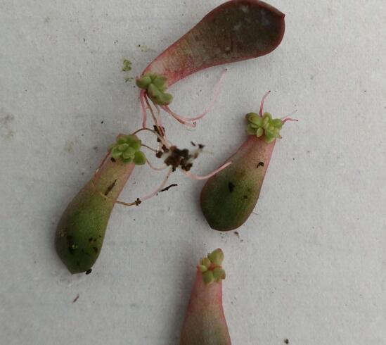 多肉红宝石如何养红，多肉红宝石养殖繁殖办法