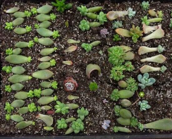 多肉红宝石如何养红，多肉红宝石养殖繁殖办法