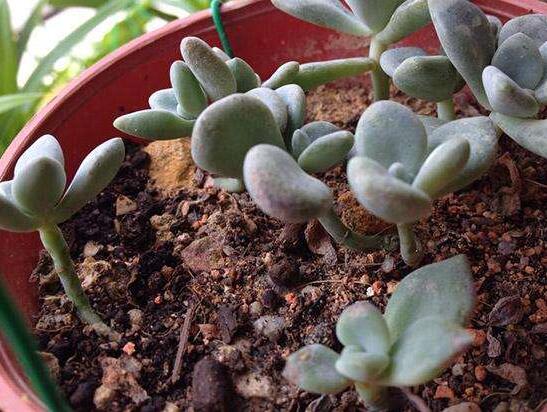 多肉红宝石如何养红，多肉红宝石养殖繁殖办法