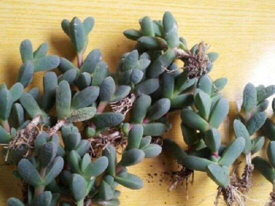 多肉红宝石如何养红，多肉红宝石养殖繁殖办法