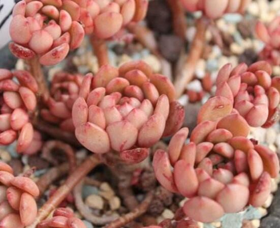 多肉红宝石如何养红，多肉红宝石养殖繁殖办法