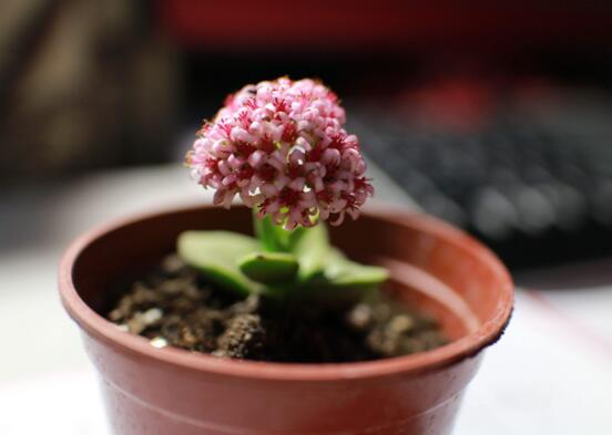 神童多肉如何养,多肉神童的养护技巧和繁殖办法