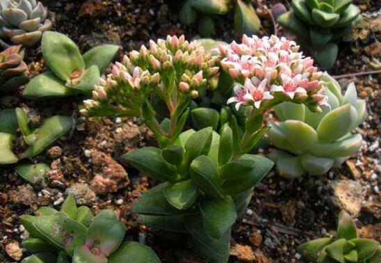 神童多肉如何养,多肉神童的养护技巧和繁殖办法